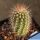 Trixanthocereus blossfeldiorum (Espostoa blossfeldiorum)