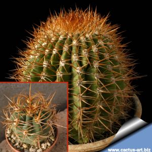 Denmoza rhodacantha orange spines