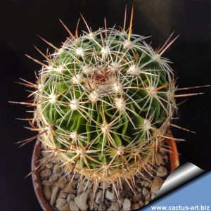 Echinofossulocactus zacatecasensis PP63 (SB18), Zacatecas, Zacatecas, Mexico