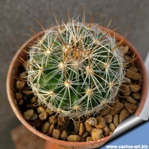 Echinofossulocactus zacatecasensis PP63 (SB18), Zacatecas, Zacatecas, Mexico