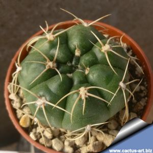 Gymnocalycium vieditzianum 364/3