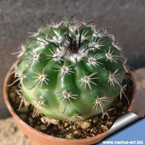 Parodia subterranea