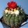 Parodia subterranea