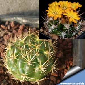 Weingartia hediniana KK1202 Millares, Potosi, Bolivia, 2500m (Weingartia platygona)