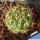 Weingartia hediniana KK1202 Millares, Potosi, Bolivia, 2500m (Weingartia platygona)