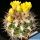 Weingartia hediniana KK1202 Millares, Potosi, Bolivia, 2500m (Weingartia platygona)