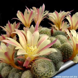 Rebutia cv. SUNRISE