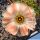 Lobivia cv. PINK TEMPTATION (L. pentlandii v. larae forma)