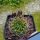 Lobivia cv. PINK TEMPTATION (L. pentlandii v. larae forma)