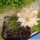 Lobivia cv. PINK TEMPTATION (L. pentlandii v. larae forma)