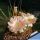 Lobivia cv. PINK TEMPTATION (L. pentlandii v. larae forma)