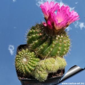 Notocactus herteri