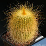 Notocactus leninghausii