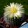 Notocactus rudibuenekeri "ALBISSIMO"