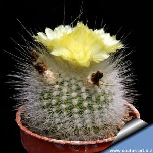 Notocactus rudibuenekeri "ALBISSIMO"