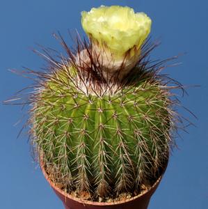 Notocactus schumannianus v. nigrispinus