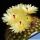 Notocactus sucineus