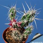 Opuntia invicta (Grusonia invicta)