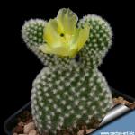 Opuntia microdaysis 'albata' (albispina)