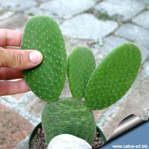 Opuntia microdaysis cv. CARESS (inermis) glochidless form