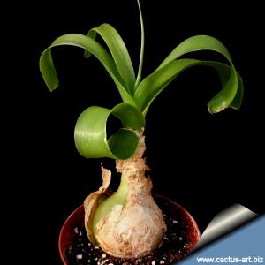 Ornithogalum caudatum (Pregnant Onion) Sourh Africa