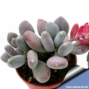 Pachyphytum oviferum