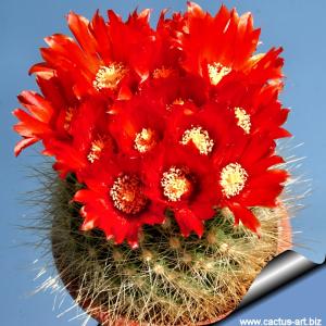 Parodia penicillata v. nivosa