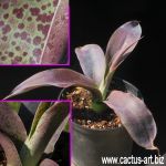 Mangave cv. MACHO MOCHA
