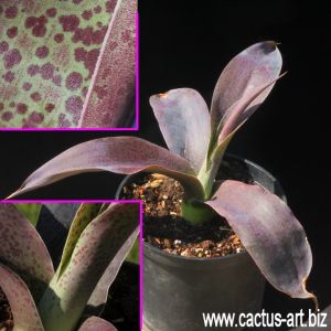 Mangave cv. MACHO MOCHA