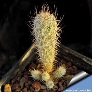 Mammillaria pottsii v. mulitcaulis SB1062 Lerdo, Durango, Mexico