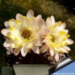 Chamaecereus hybrid cv. LINCOLN LEMON SORBET