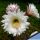 Trichocereus schickendantzii