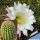 Trichocereus schickendantzii
