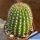 Trichocereus schickendantzii