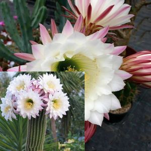 Trichocereus schickendantzii