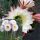 Trichocereus schickendantzii