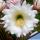 Trichocereus schickendantzii