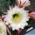 Trichocereus schickendantzii