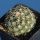 Coryphantha difficilis