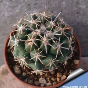 Coryphantha difficilis