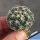 Coryphantha difficilis