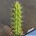 Echinocereus hybrid scheeri x berlandieri