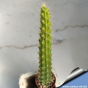 Echinocereus hybrid scheeri x berlandieri