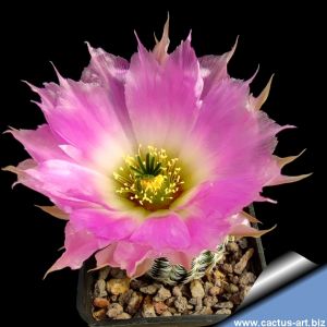 Echinocereus reichenbachii SB941 Kerr County, Texas, USA (white spines)