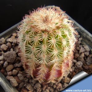 Echinocereus roetteri SB993 Otero County, New Mexico, USA