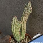 Monvillea spegazzinii f. mostruosa