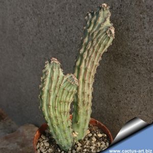 Monvillea spegazzinii f. mostruosa