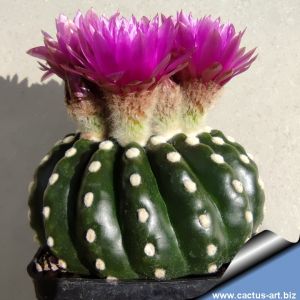 Notocactus calvescens dark form (8-10cm)