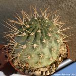 Acanthocalycium variiflorum