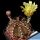 Gymnocalycium mihanovichii v. filadelfiense